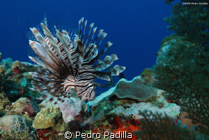 Lion Fish & healthy reef @ Andrea's in Guánica Puerto Ric... by Pedro Padilla 